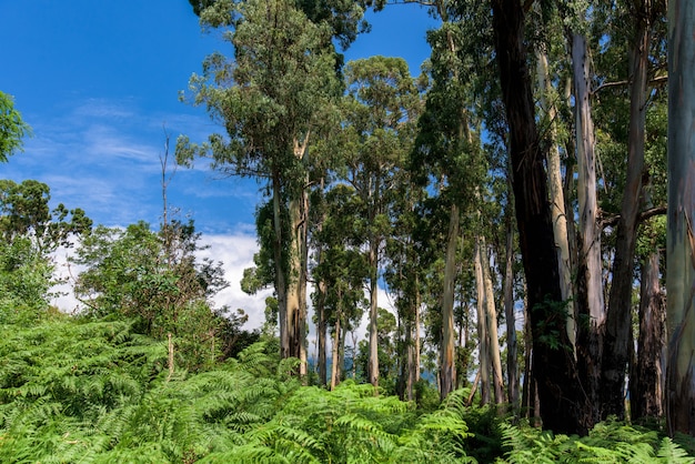 Eucalyptusbomen in de natuur