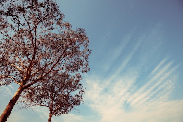 Eucalyptusboom tegen de blauwe lucht