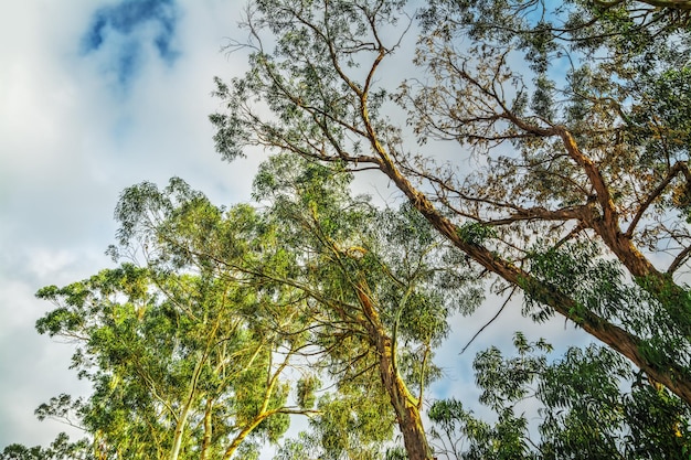 Eucalyptusboom van onderaf gezien op een bewolkte dag