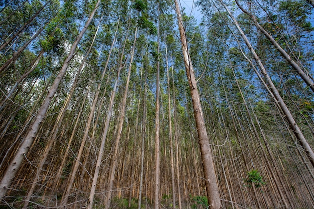 Eucalyptusboomstammen op rationele plantage