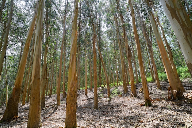 Eucalyptusbos in Galicië Spanje