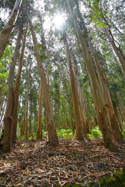 Eucalyptusbos in Galicië Spanje