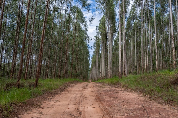 Foto eucalyptusplantage gezien van beneden