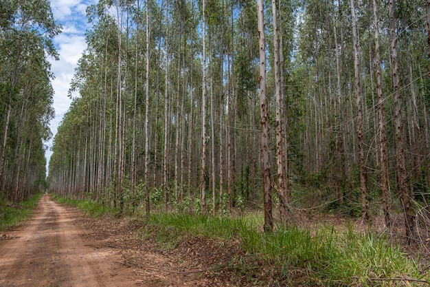 Eucalyptusplantage gezien van beneden