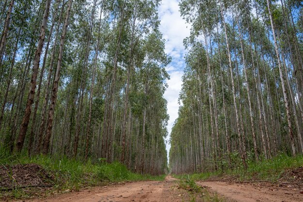 Foto eucalyptusplantage gezien van beneden