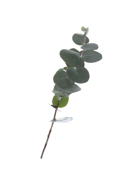 Foto eucalyptustak met verse bladeren op witte achtergrond