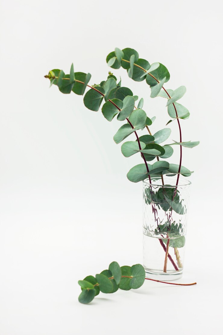 Eucalyptustakken in glas met water op witte achtergrond