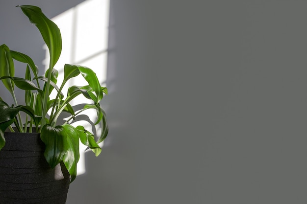 Photo eucharis green leaves with neutral colors minimalist blogger concept background