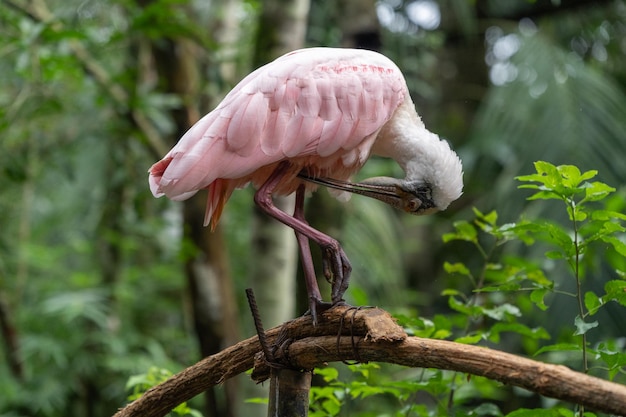 Eudocimus ruber the IBIS bird red in the national conditions Brazil