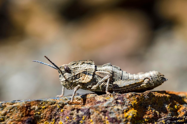 Eumigus is a genus of orthoptera in the family pamphagidae