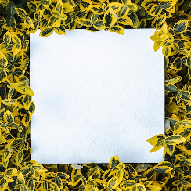 Foto euonymus fortunei cultivar bladeren gele en groene blad gebladerte achtergrond met blanco kaart