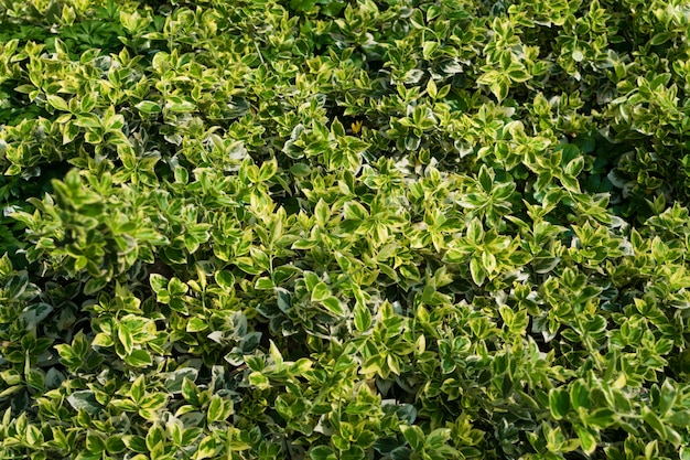 Euonymus fortunei, winterkruiper, spil of klimmende euonymus