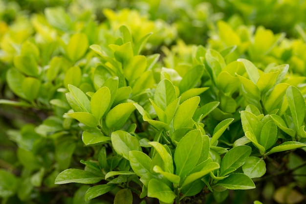 Euonymus japonicus of japanse euonymus groene struik plant achtergrond