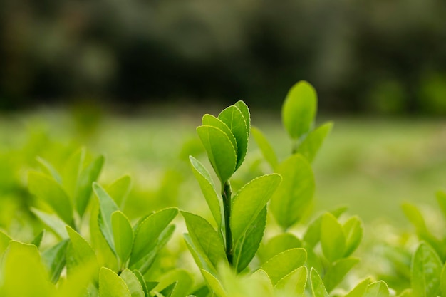 マサキまたは日本のニシキギ緑の低木植物の背景