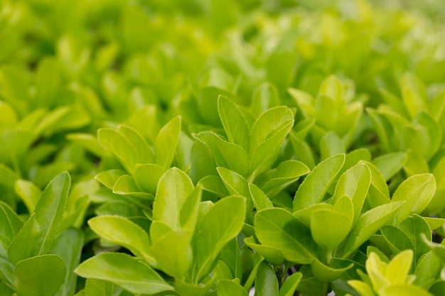 マサキまたは日本のニシキギ緑の低木植物の背景