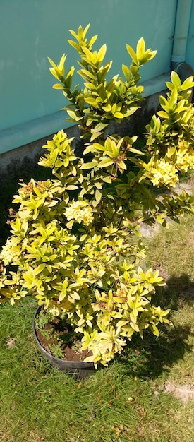 Euonymus japonicus Plant genomen uit een close-up hoek