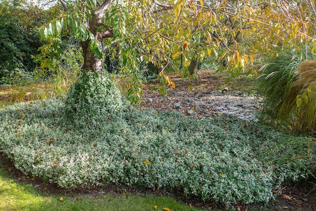Euonymus of spindel fortunei groenblijvende plant met groene bladeren klimmen op boom Tuinieren in de herfst