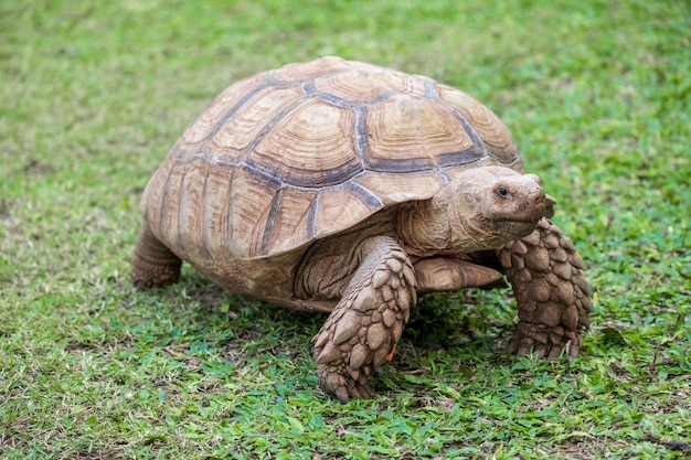 Eup African Spurred Tortoise Geochelone sulcata는 동물원에서 잔디 위를 걷고 있는 모습을 자세히 보여줍니다.