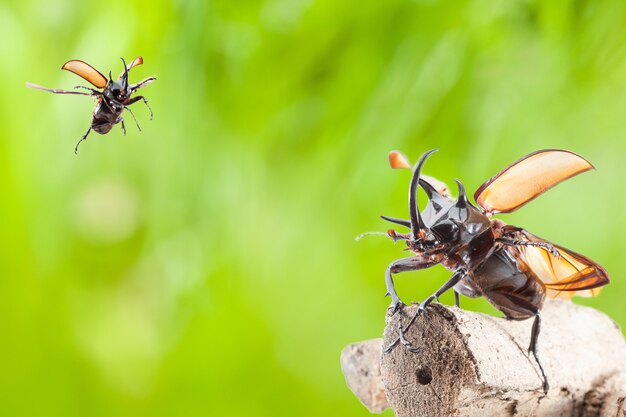 Eupatorus gracilicornis of Hercules-kevers