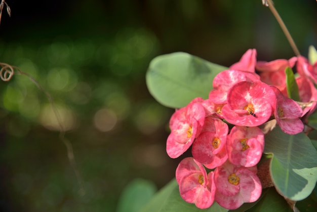 Euphobia milli red flowers in nature