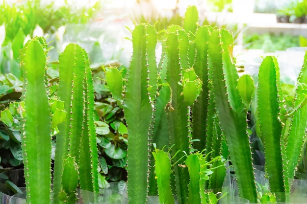 Euphorbia acrurencis te koop in de winkel huishoudelijke artikelen kamerplanten