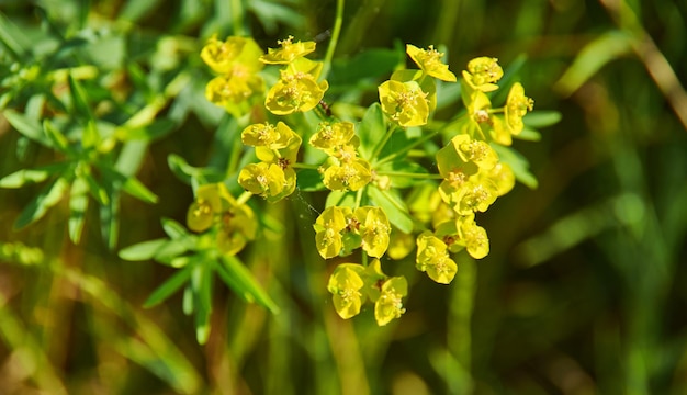 Photo euphorbia amygdaloides