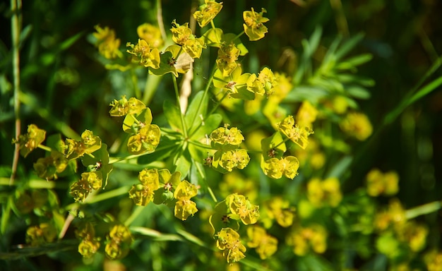 Photo euphorbia amygdaloides