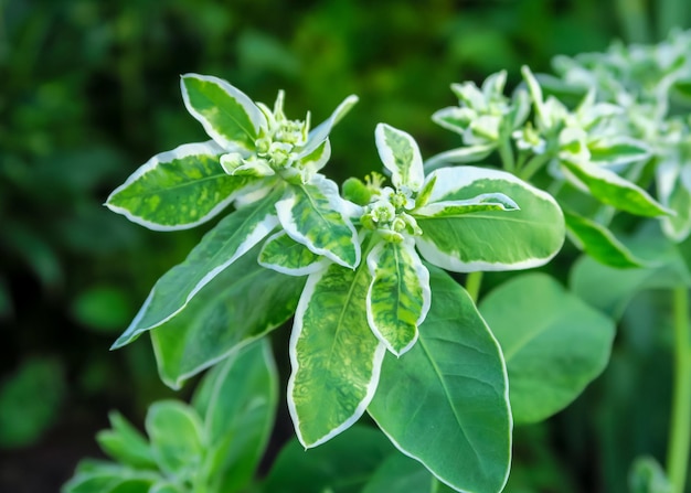 Euphorbia bordered groeit op een bed in een bloementuin. teelt van bloemen concept