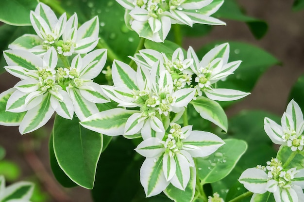 Foto l'euforbia bordata cresce su un letto in un giardino fiorito. concetto di coltivazione di fiori