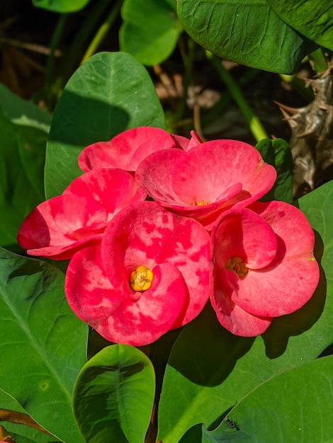 Photo euphorbia or crown of thorns is an ornamental plant often used as decoration in the home page