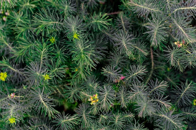 Euphorbia cypress Plant background macro texture of good quality