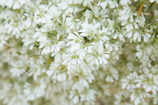 Foto fiore di euforbia con cielo blu