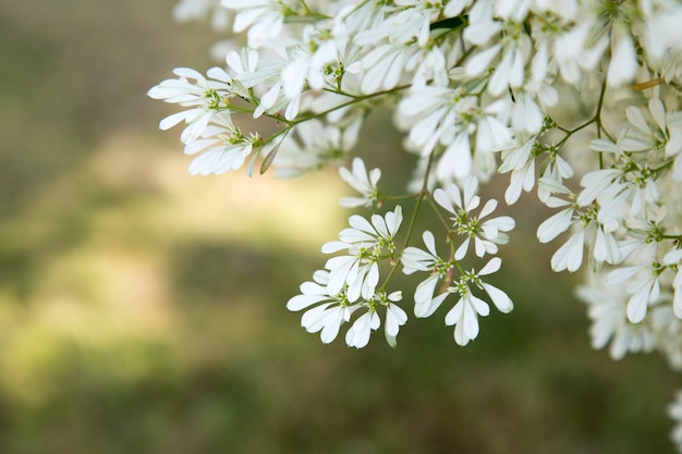 Foto fiore di euforbia con cielo blu