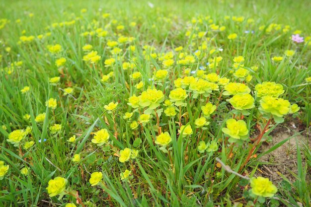 유포르비아 (Euphorbia) 꽃이 피는 식물 Euphorbiaceae Euphorbias serrata serrata 니 모양 Tintern spurge sawtooth upright spurge 다년생 허브 가지 끝에는 작은 꽃의 꽃받침이 있습니다.