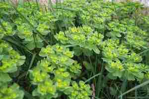 Photo euphorbia flowering plant spurge euphorbiaceae euphorbia serrata serrated tintern spurge sawtooth