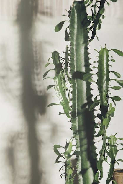 euphorbia green plant in pot