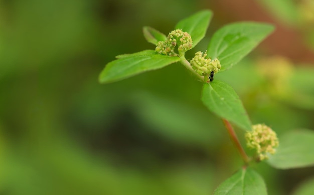 Сорняк Euphorbia hirta в саду