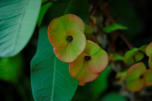 Euphorbia milii the crown of thorn in the garden Bunga Euohorbia