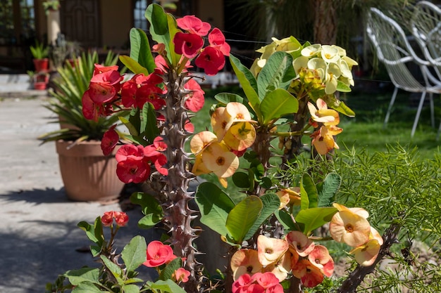 Euphorbia milii mix color flowers