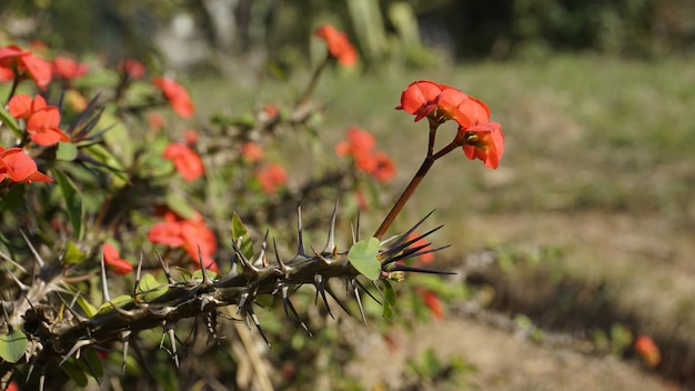 Euphorbia milii ook bekend als doornenkroon christs plant enz
