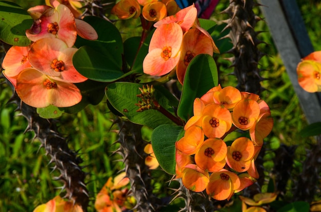 Euphorbia milii in the park