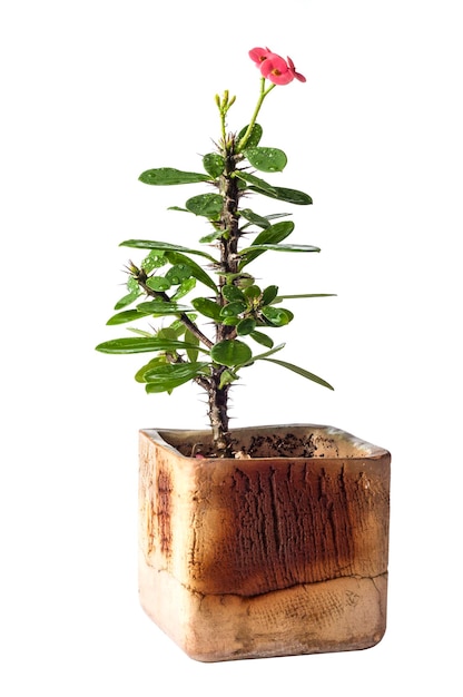 euphorbia milii  in a pot on a white background