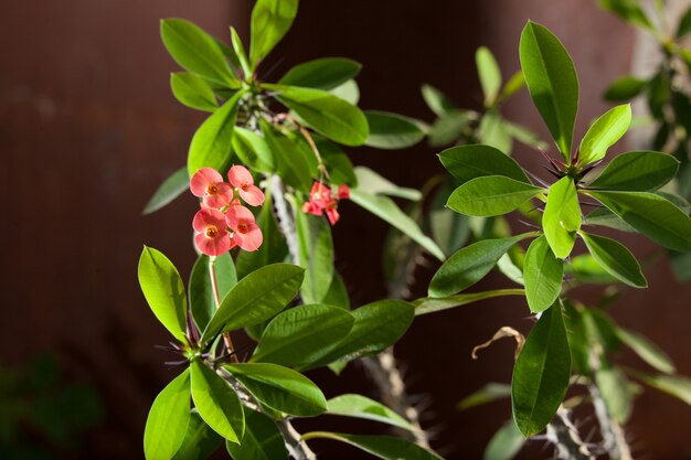 Euphorbia milii or thorny Christ green plant with red flowers