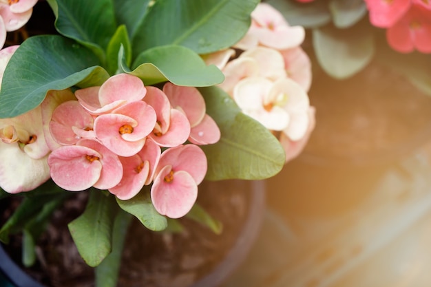 Euphorbia milli or Crown of thorns plant at the garden