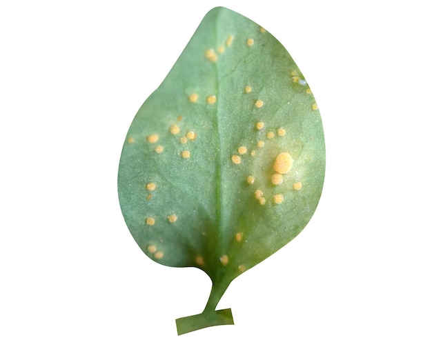 유포르비아 페플러스 (Euphorbia peplus petty spurge cancer weed or milkweed) 는 피부암 치료에 사용된다