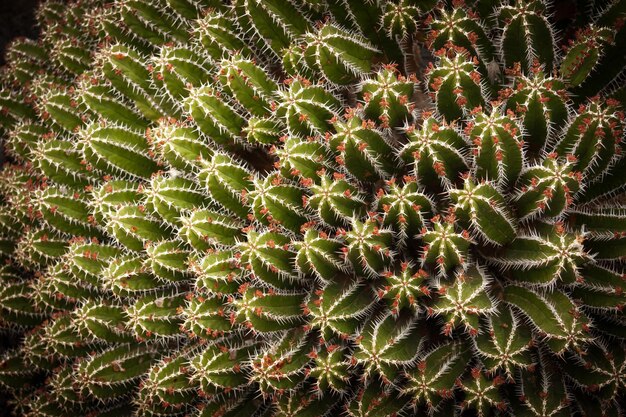 Euphorbia polyacantha jardin de cactus lanzarote spain