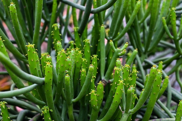 Photo euphorbia tirucalli in the park