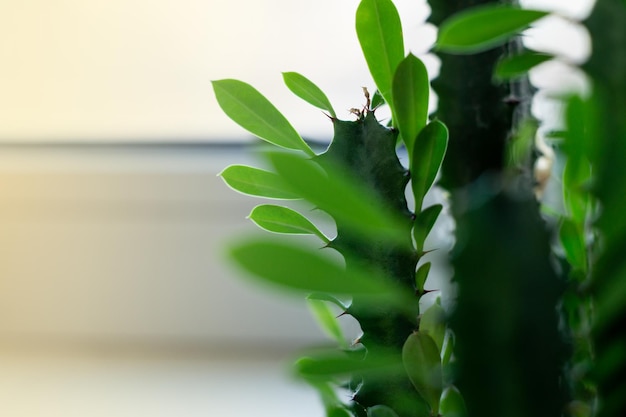 Euphorbia trigona, 아프리카 우유 나무 또는 대성당 선인장은 다년생 즙이 많은 식물입니다