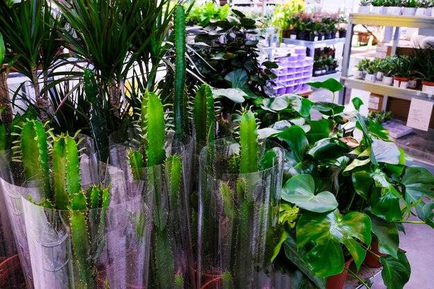 Foto euphorbia trigona noto anche come albero del latte africano, cactus cattedrale, euforbia abissina e chaparall alto in vendita nel negozio.