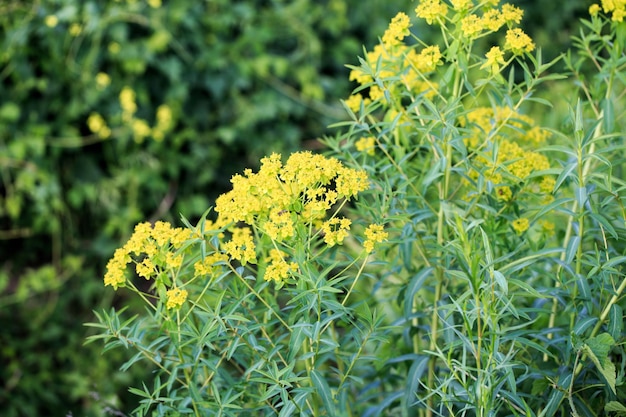 잎 spurge 또는 늑대의 우유로 알려진 Euphorbia virgata는 유럽과 아시아에 서식하며 북미에 도입된 밀크위드 종입니다.